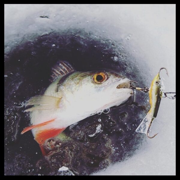 Ziemas makšķerēšana